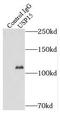 Ubiquitin carboxyl-terminal hydrolase 15 antibody, FNab09311, FineTest, Immunoprecipitation image 