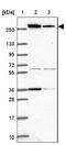 Acetyl-CoA Carboxylase Alpha antibody, NBP2-38981, Novus Biologicals, Western Blot image 