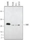 Dual specificity protein phosphatase 3 antibody, MAB1654, R&D Systems, Western Blot image 