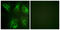 Calsenilin antibody, LS-C198717, Lifespan Biosciences, Immunofluorescence image 