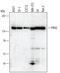 Serine/threonine-protein kinase N2 antibody, MAB5686, R&D Systems, Western Blot image 