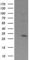 Exosome Component 7 antibody, NBP2-45546, Novus Biologicals, Western Blot image 