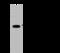 fTnT antibody, 202640-T40, Sino Biological, Western Blot image 