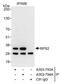 40S ribosomal protein S2 antibody, A303-794A, Bethyl Labs, Immunoprecipitation image 