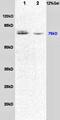 Dishevelled Segment Polarity Protein 1 antibody, orb10561, Biorbyt, Western Blot image 