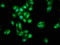 Osteoglycin antibody, LS-C370081, Lifespan Biosciences, Immunofluorescence image 