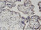 Phosphatidylinositol Glycan Anchor Biosynthesis Class Q antibody, LS-C133992, Lifespan Biosciences, Immunohistochemistry frozen image 
