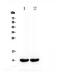 Secretoglobin Family 1A Member 1 antibody, PA5-79956, Invitrogen Antibodies, Western Blot image 