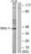 Proto-oncogene Wnt-1 antibody, abx013251, Abbexa, Western Blot image 