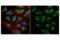 Calnexin antibody, 38552S, Cell Signaling Technology, Immunofluorescence image 