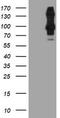 Dipeptidyl Peptidase 9 antibody, TA504307, Origene, Western Blot image 