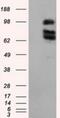 DNA repair protein XRCC1 antibody, NBP2-02280, Novus Biologicals, Western Blot image 