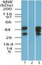 Eukaryotic translation initiation factor 3 subunit G antibody, NBP2-24524, Novus Biologicals, Western Blot image 