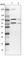 Minichromosome Maintenance Complex Binding Protein antibody, HPA038481, Atlas Antibodies, Western Blot image 