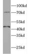 Long-chain fatty acid transport protein 4 antibody, FNab03023, FineTest, Western Blot image 