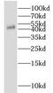 Isocitrate dehydrogenase [NADP], mitochondrial antibody, FNab04121, FineTest, Western Blot image 