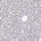 Ube1x antibody, HPA000289, Atlas Antibodies, Immunohistochemistry frozen image 