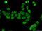 SUB1 Regulator Of Transcription antibody, 11956-1-AP, Proteintech Group, Immunofluorescence image 