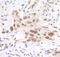 Serine/threonine-protein phosphatase 1 regulatory subunit 10 antibody, A300-439A, Bethyl Labs, Immunohistochemistry frozen image 
