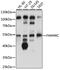 Terminal Nucleotidyltransferase 5C antibody, 15-658, ProSci, Western Blot image 