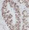 Elongin B antibody, FNab08549, FineTest, Immunohistochemistry frozen image 