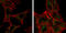Autophagy Related 12 antibody, GTX629815, GeneTex, Immunofluorescence image 
