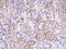 Polo Like Kinase 4 antibody, GTX02303, GeneTex, Immunohistochemistry paraffin image 
