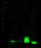 Endosulfine Alpha antibody, 14321-T52, Sino Biological, Western Blot image 