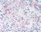 Motilin receptor antibody, orb85429, Biorbyt, Immunohistochemistry paraffin image 