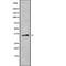 Hes Related Family BHLH Transcription Factor With YRPW Motif 2 antibody, abx215865, Abbexa, Western Blot image 