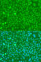 Ubiquitin C antibody, 18-994, ProSci, Immunofluorescence image 