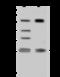 MIS12 Kinetochore Complex Component antibody, 204376-T36, Sino Biological, Western Blot image 