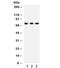 Sp2 Transcription Factor antibody, R32182, NSJ Bioreagents, Western Blot image 