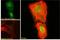 Anillin Actin Binding Protein antibody, LS-C54483, Lifespan Biosciences, Immunofluorescence image 