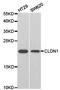CLDN1 antibody, TA327330, Origene, Western Blot image 