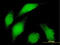 BUB1 Mitotic Checkpoint Serine/Threonine Kinase antibody, LS-C196778, Lifespan Biosciences, Immunofluorescence image 