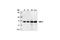 Protein Tyrosine Phosphatase Non-Receptor Type 11 antibody, 3752S, Cell Signaling Technology, Western Blot image 