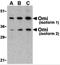 Serine protease HTRA2, mitochondrial antibody, 3051, ProSci, Western Blot image 