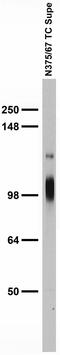 Potassium Voltage-Gated Channel Subfamily C Member 3 antibody, 73-354, Antibodies Incorporated, Western Blot image 