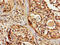 Solute carrier family 22 member 17 antibody, CSB-PA823881LA01HU, Cusabio, Immunohistochemistry frozen image 