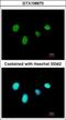Regulatory Factor X6 antibody, GTX108670, GeneTex, Immunocytochemistry image 