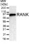 TNF Receptor Superfamily Member 11a antibody, ALX-804-212-C100, Enzo Life Sciences, Western Blot image 