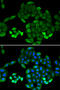 6-Pyruvoyltetrahydropterin Synthase antibody, 15-347, ProSci, Immunofluorescence image 