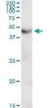 C2 Calcium Dependent Domain Containing 2 antibody, H00025966-D01P, Novus Biologicals, Western Blot image 