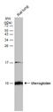 Cc10 antibody, GTX130639, GeneTex, Western Blot image 