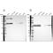 Chaperonin Containing TCP1 Subunit 2 antibody, NBP1-88146, Novus Biologicals, Western Blot image 