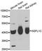 NSFL1 Cofactor antibody, PA5-76987, Invitrogen Antibodies, Western Blot image 