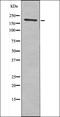 RB Binding Protein 8, Endonuclease antibody, orb335672, Biorbyt, Western Blot image 