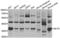 Melanocortin 1 Receptor antibody, abx002182, Abbexa, Western Blot image 