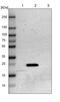PRA1 Domain Family Member 2 antibody, PA5-51755, Invitrogen Antibodies, Western Blot image 